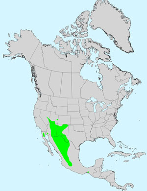 North America species range map for Longleaf False Goldeneye, Heliomeris longifolia: Click image for full size map.